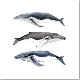 Humpback whales Posters and Art